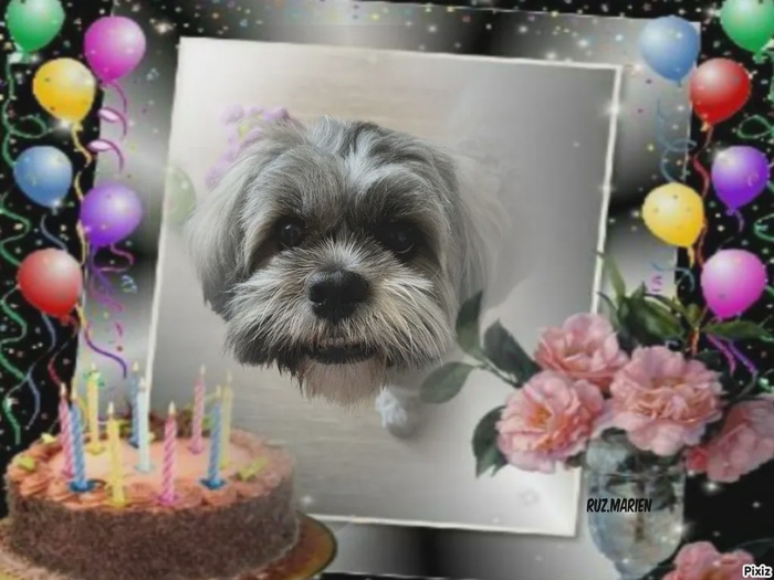 Nous te souhaitons un très joyeux anniversaire @[Oscar](pet:539249) 🎁🎊🎉🎂
Gros bisous 😽💐