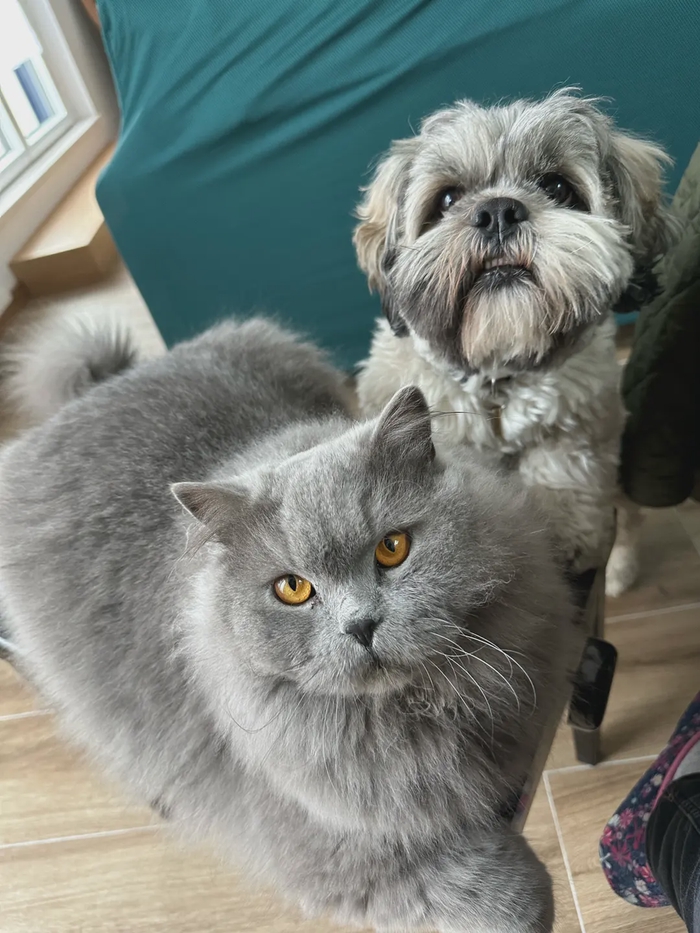 🐾 Joyeux anniversaire à mon fidèle sujet ❤️
Le plus loyal des compagnons, mon meilleur ami et le roi des balades !
Que cette année te comble de caresses, de friandises… (promis, je t’offrirai du Malt & Cheese en secret 🤫) 
@[Oscar](pet:539249) ❤️