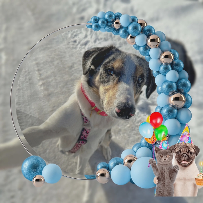 Bonjour et joyeux anniversaire 🎂 adorable @[Roxy](pet:570630) big bisouilles 💋🐈‍⬛🎼🐈‍⬛🎵🎂🎶🎂