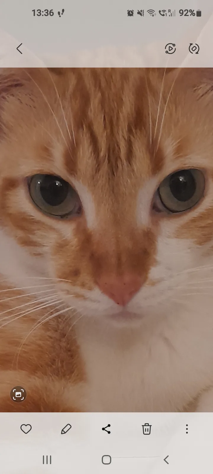Mila - Chat - Chat européen - Yummypets