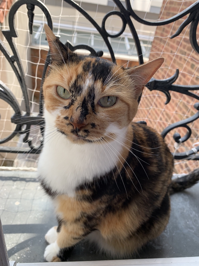Piro - Chat - Chat européen - Yummypets