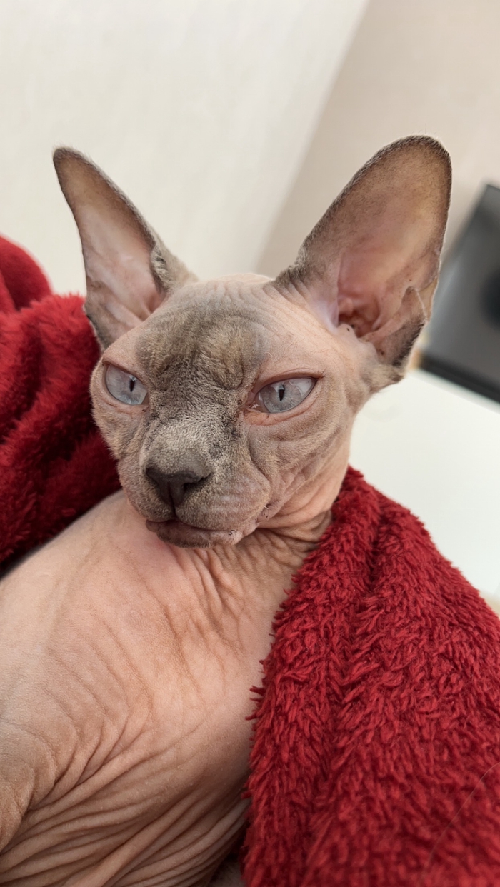 Tyah - Chat - Sphynx - Yummypets
