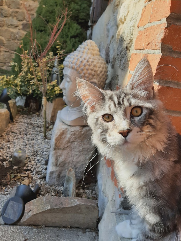 Tango - Chat - Maine coon - Yummypets