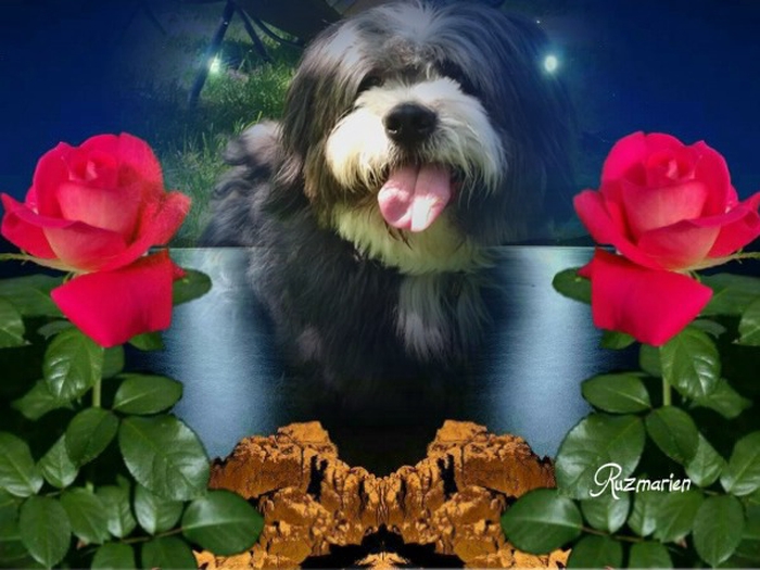 Tendres pensées @[Berlioz](pet:114752) bisous volants vers ton nuage on ne t'oublie pas kisscat de nous