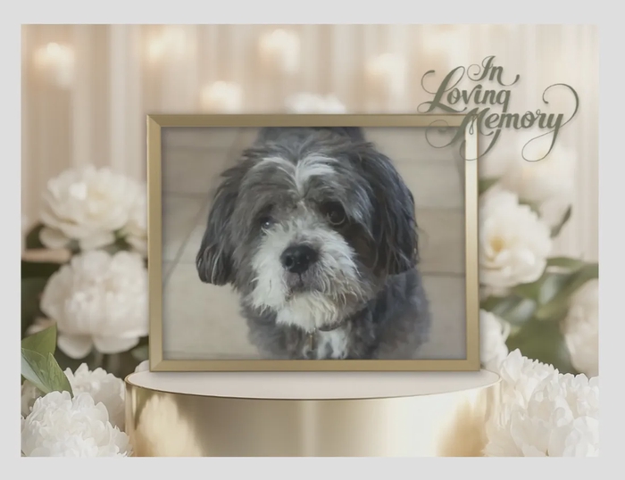 Tendres pensées petit ange @[Berlioz](pet:114752) Je t envoie des bisous