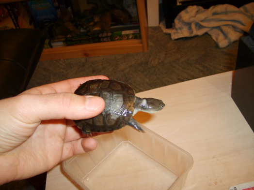 Flying turtle - Reptile - Turtle - Yummypets