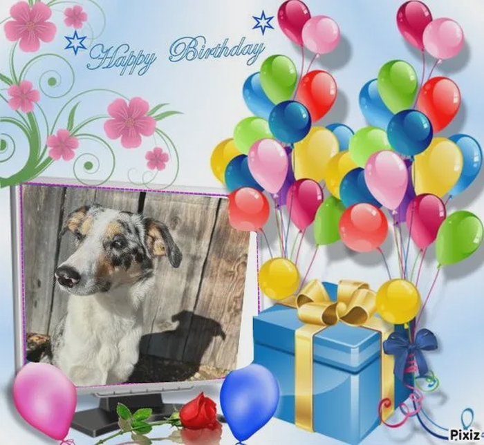 Bon anniversaire  @[Roxy](pet:570630)