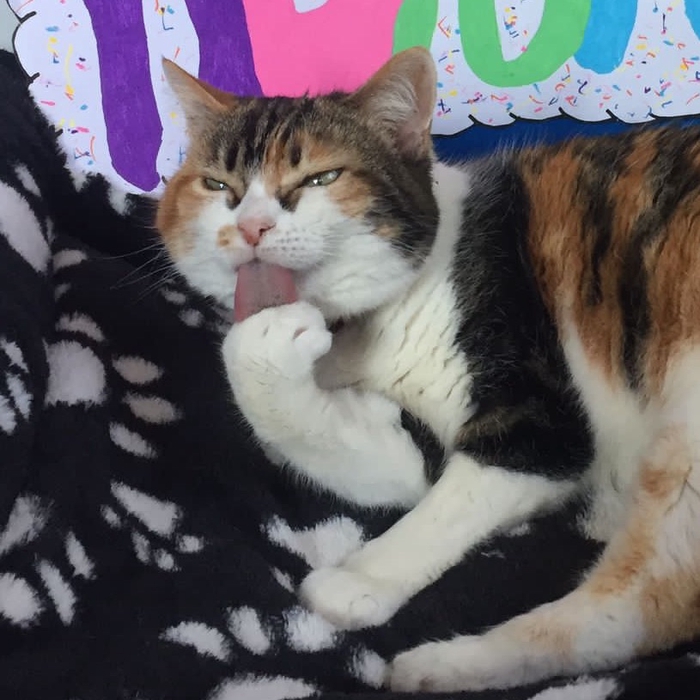 Pupuce - Chat - American shorthair - Yummypets