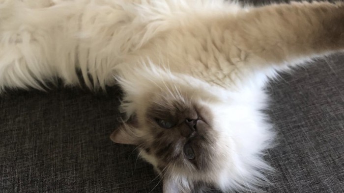 Mojo - Chat - Sacré de Birmanie - Yummypets