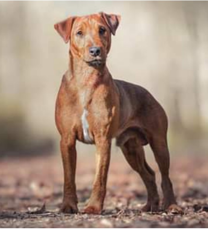 Keïzou 🤎 - Chien - Pinscher allemand - Yummypets