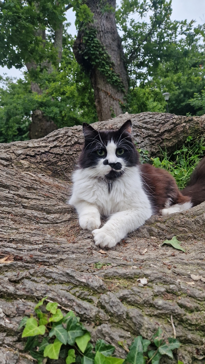 Tigrou - Chat - Autre - Yummypets