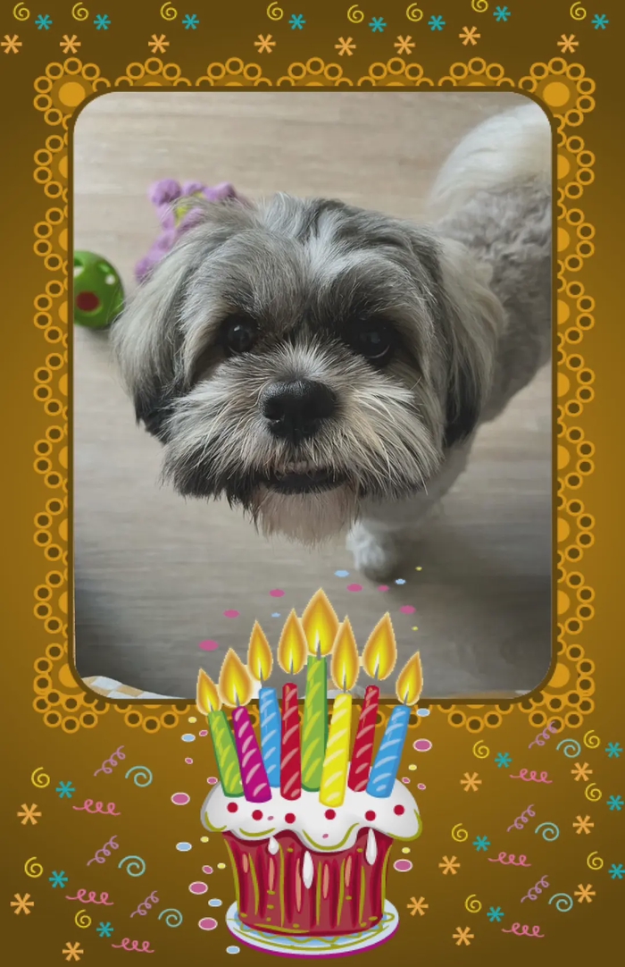 Je te souhaite un bel anniversaire mon petit @[Oscar](pet:539249) pleins de gros bisous