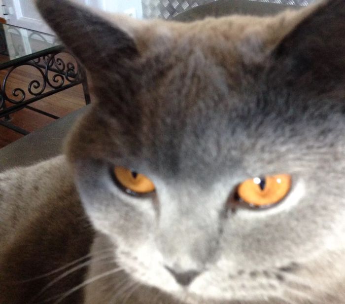 Minouche - Cat - British shorthair - Yummypets