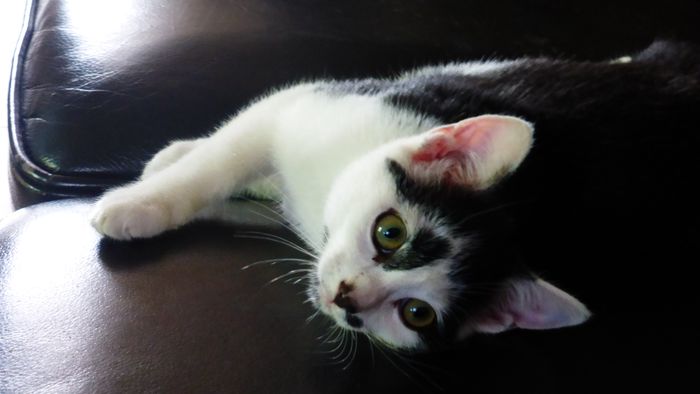 Léa - Chat - Chat de gouttière - Yummypets
