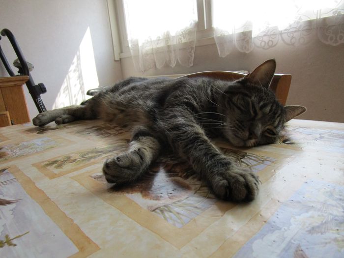 je me repose sur la table