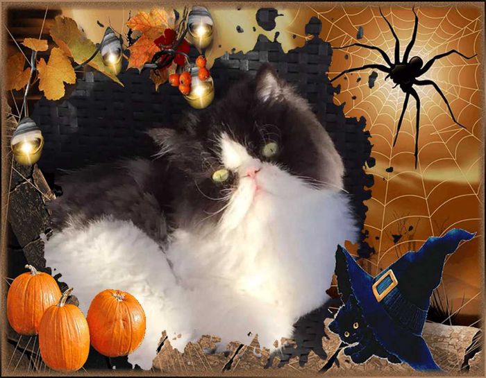 Pour Doowap merci copain gros bisous de nous trois