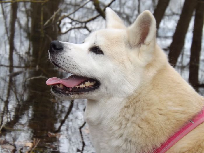 les crèmes - Chien - Akita Inu - Yummypets