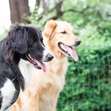 Yummypets the social petwork community for pet lovers Yummypets the social petwork community for pet lovers