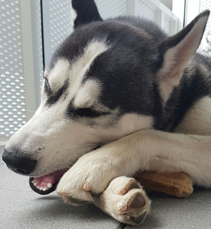 Fiocco - Dog - Siberian Husky - Yummypets