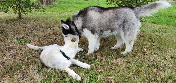 Cheyenne & Prince🐺 mes amours de husky 🐺 - Chien - Husky de Sibérie - Yummypets