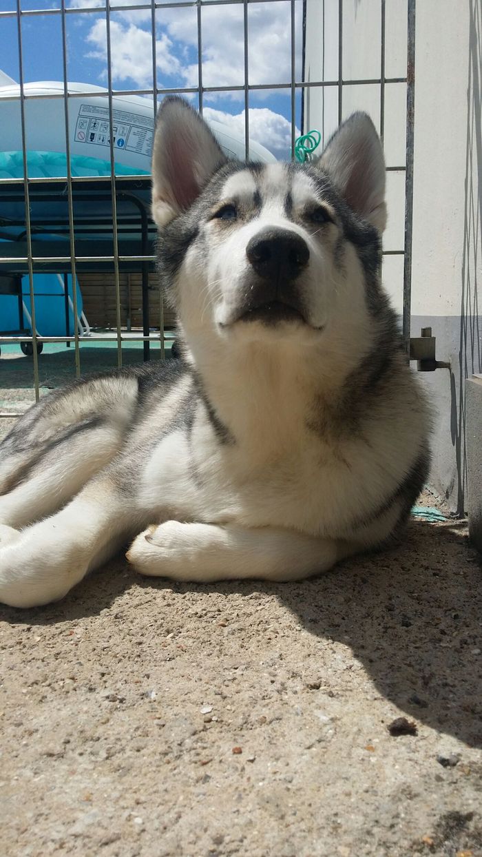 Shadow - Chien - Husky de Sibérie - Yummypets