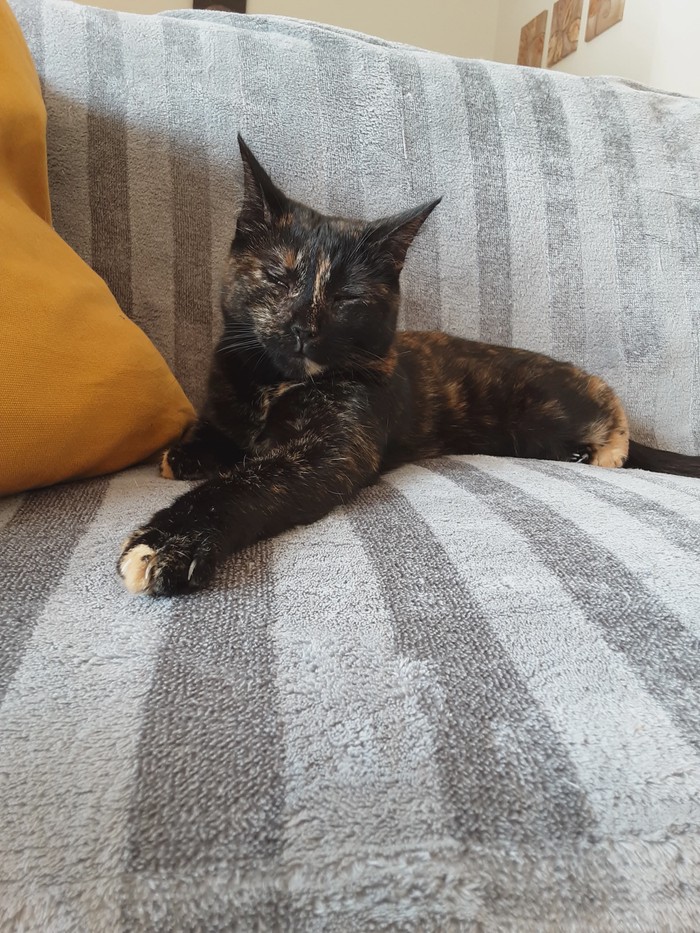 𝕏é𝕟𝕒 & 𝕃𝕦𝕝𝕦𝕩  - Chat - Chat européen - Yummypets