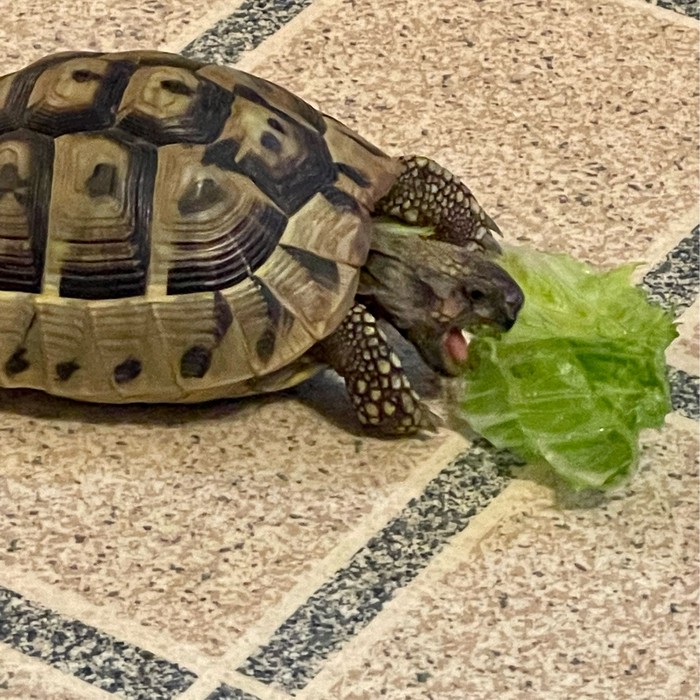 Gamera - Reptile - Turtle - Yummypets