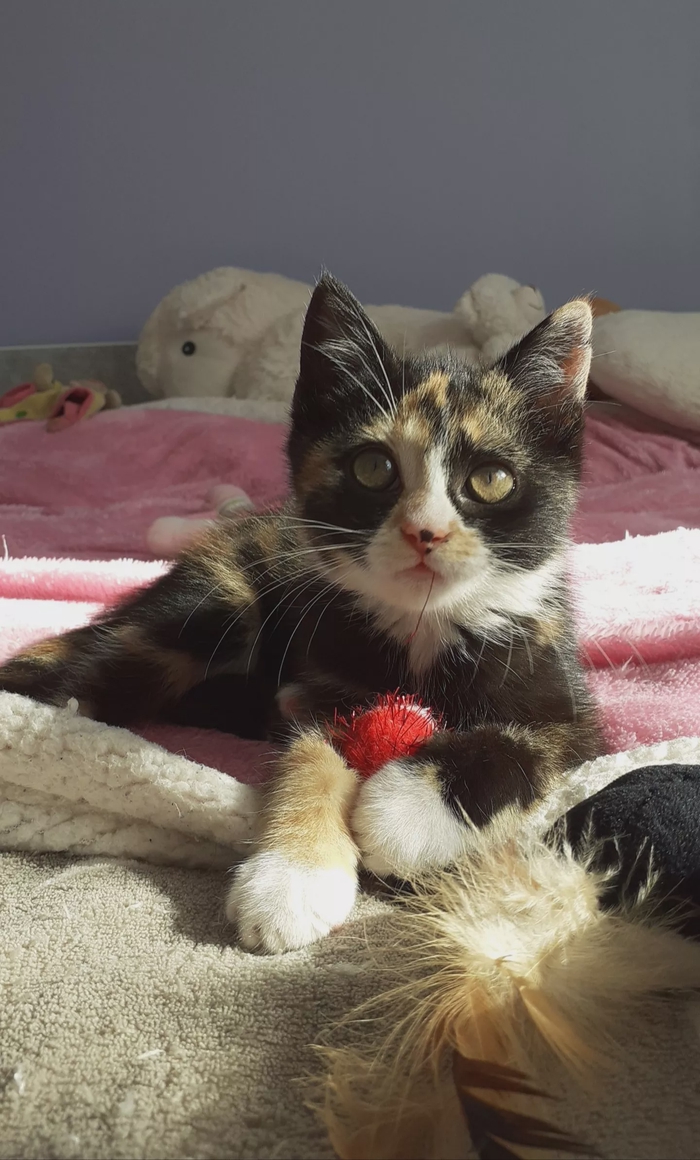 Rosie - Chat - Chat de gouttière - Yummypets