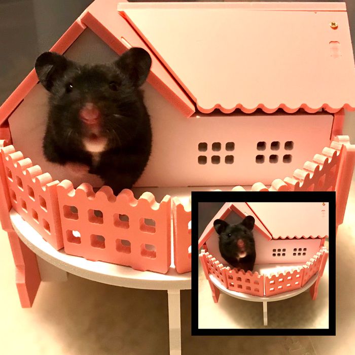 Cookie Crisp - Rodent - Hamster - Yummypets