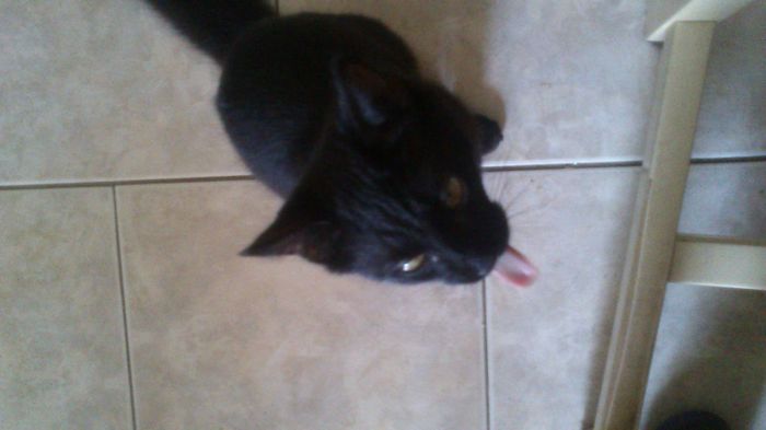 Méphisto 🖤💚 - Chat - Chat européen - Yummypets