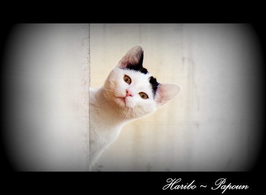 Haribo ~ Papoun - Chat - Chat européen - Yummypets